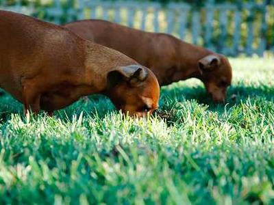 Antibody therapy shows promise against multiple myeloma