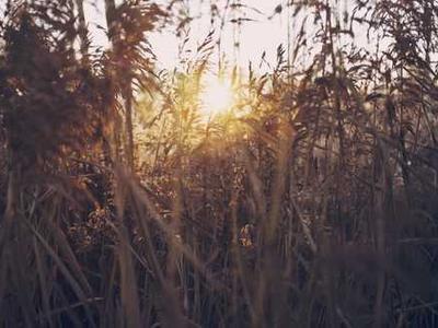 Specific brain circuit drives opioid relapse