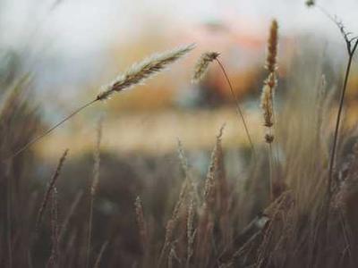 Study flips ideas about forest soils and climate change