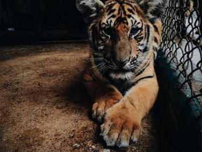 Mammary glands make livestock, humans good hosts for bird flu