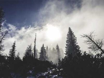 Why some dogs have longer ears than others