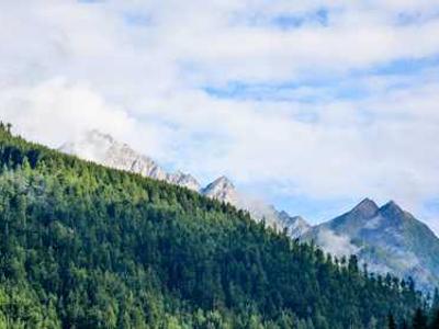 Study flips ideas about forest soils and climate change