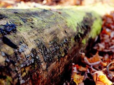 Sourdough starters shed light on microscopic life