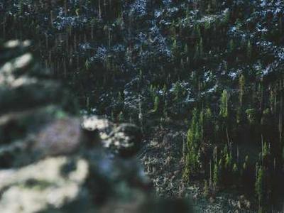 Specific brain circuit drives opioid relapse